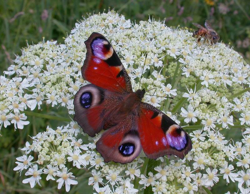 Aglais io